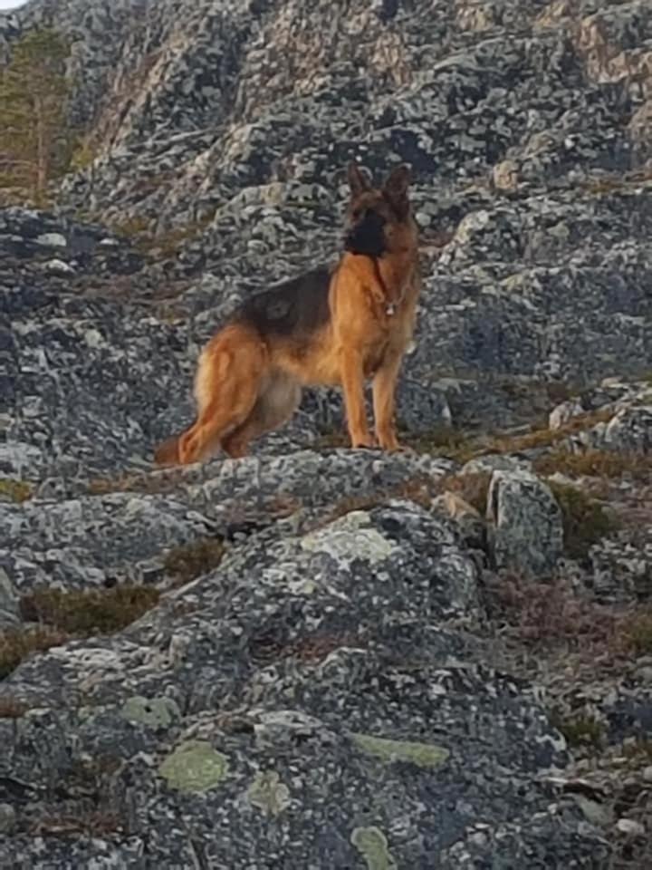 Nydelig Utsikt, Egen Leilighet Med To Parkeringer Movik  Bagian luar foto